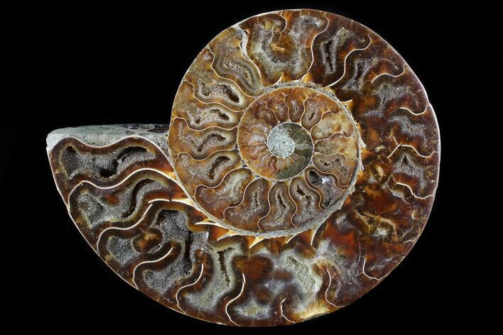 Agatized Ammonite Fossil (Half) - Madagascar #79726